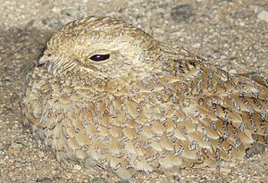 Golden Nightjar