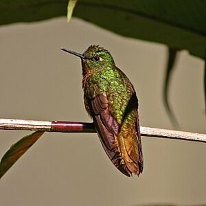 Gould's Jewelfront hummingbird (Heliodoxa aurescens).jpg