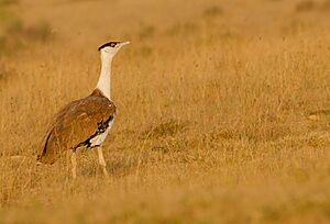 Great Indian bustard.jpg