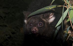 Greater Glider444