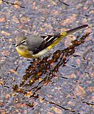 Grey Wagtail.jpg