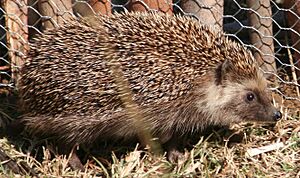 Hedgehogright