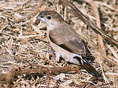 Indian Silverbill I IMG 8877