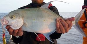 Island trevally solomons