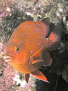 Juvenile Garibaldi