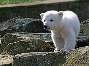 Knut IMG 8095.jpg