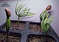 Korean pine seedlings