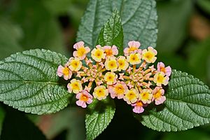 Lantana camara-Silent Valley-2016-08-14-001