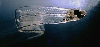 LeptocephalusConger