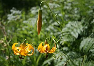 Lilium columbianum pair withBud Swall