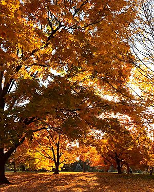 Loose Park in Fall