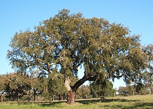 Mature Cork Oak