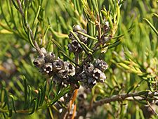 Melaleuca ctenoides fruit