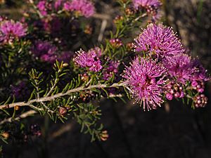 Melaleuca seriata (leaves, flowers).JPG