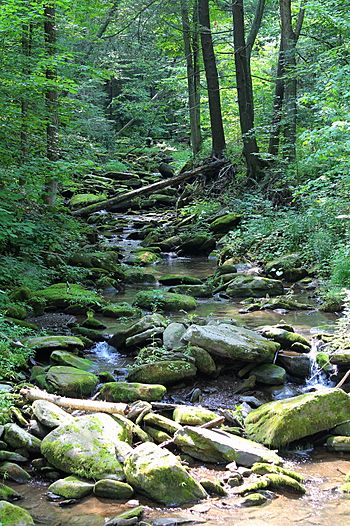 Mill Creek looking upstream.jpg