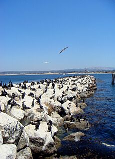 Monterey rock break