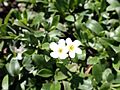 Myosotis eximia Flowers MRD Otari