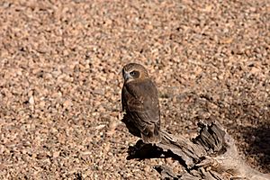 Ninox boobook, Australia