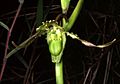 Phragmipedium czerwiakowianum Orchi 01