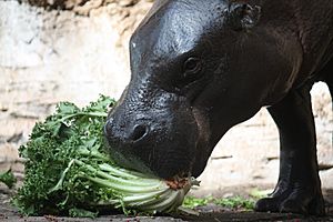 Pigmy Hippo 037