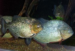 Piranha1.jpg