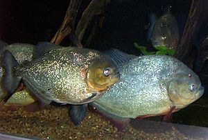 Piranha1