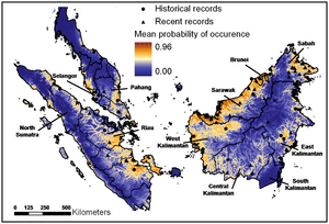 Plionailurus planiceps former distribution.png