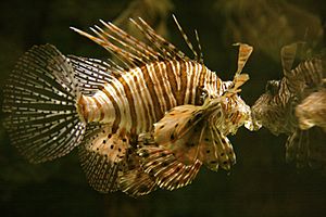 Poisson Shark Reef