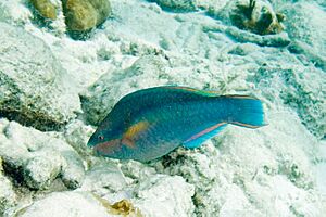 Princess parrotfish Scarus taeniopterus (4686924064)