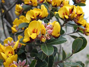 Pultenaea daphnoides.jpg