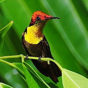 Ruby-topaz-hummingbird chrysolampis-mosquitus-7042-cr1.jpg