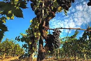 Sangiovese grapevine