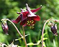 Schwarzviolette Akelei (Aquilegia atrata) 02