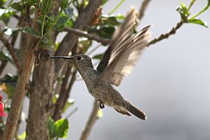 Spot-throated Hummingbird.jpg