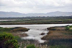 Suisun Marsh Overlook