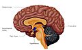 Suprachiasmatic Nucleus