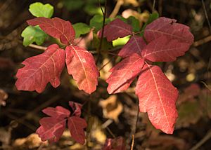 Toxicodendron diversilobum foliage at Samuel P. Taylor State Park