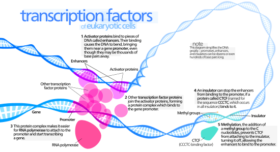 Transcription Factors