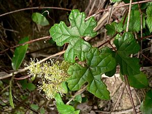 V. bryoniifolia.jpg