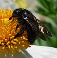 Valleycarpenterbee2