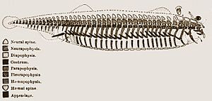 Vertebrate archetype