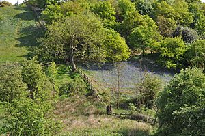 Waseley Hills Country Park 1