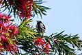 White-cheeked honeyeater