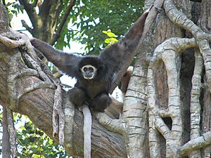 White-handed Gibbon