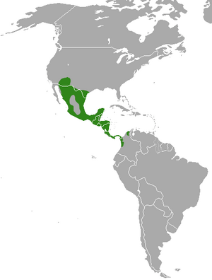 White-nosed Coati area.png