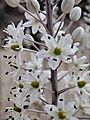 Wild Drimia Maritima Flowers