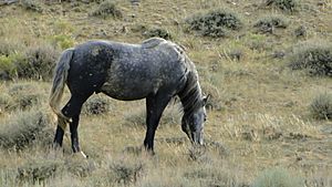 Wild horse