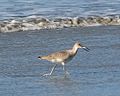 Willet feeding