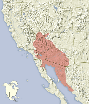 Xerospermophilus tereticaudus distribution map