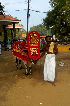 ഓച്ചിറ കാള 